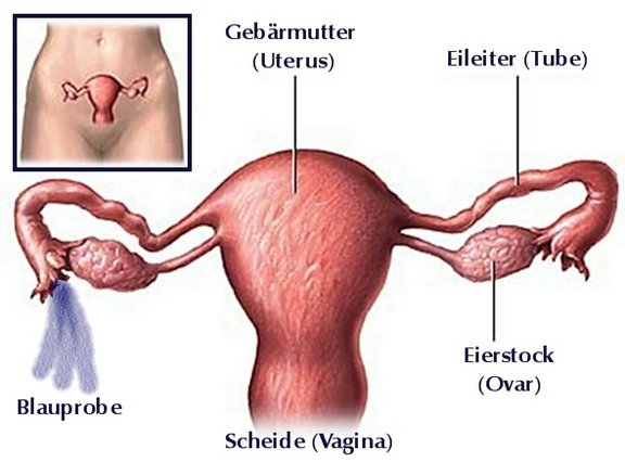 anatomie.jpeg